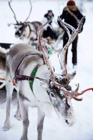 Reindeers in Lapland