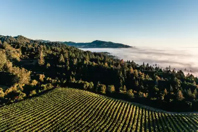 Mt Brave vineyards