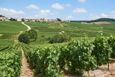 Frerejean Fr&egrave;res champagne vineyards