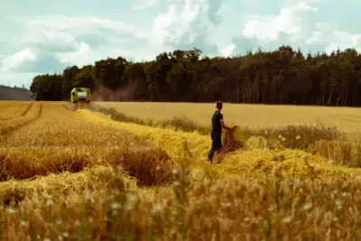 Waterford Whisky barley fields