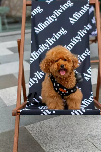 Dog on Affinityliving deck chair Dog on Affinityliving deck chair