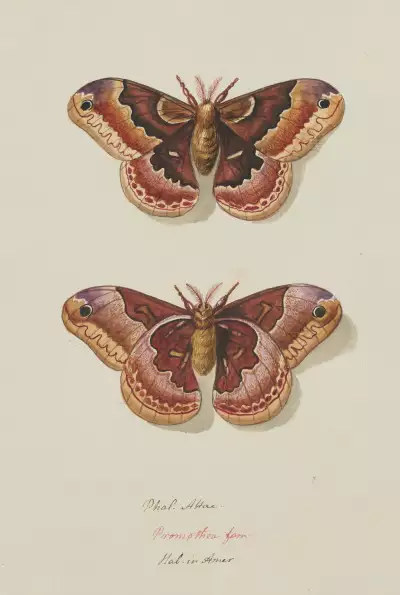 Female of Callosamia promethea (Drury, 1773). A drawing by Sarah Stone.