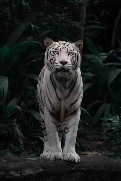 Siberian tiger