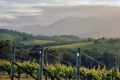 Sexton Vineyard at Giant Steps Sexton Vineyard at Giant Steps