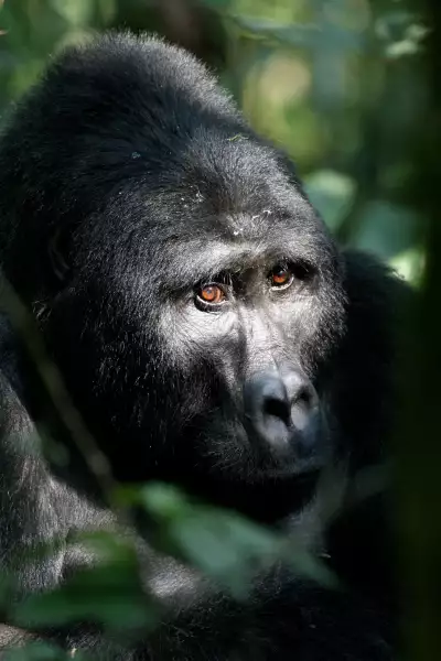 Gorilla in Rwanda