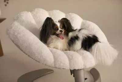 Shell Pet Bed