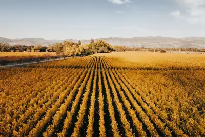 Vineyard