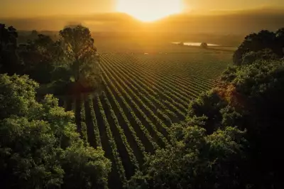 Sycamore Vineyard, Freemark Abbey Sycamore Vineyard, Freemark Abbey