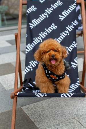 Dog on Affinityliving deck chair