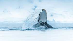 Whale in Wilhelmina Bay, Antarctica