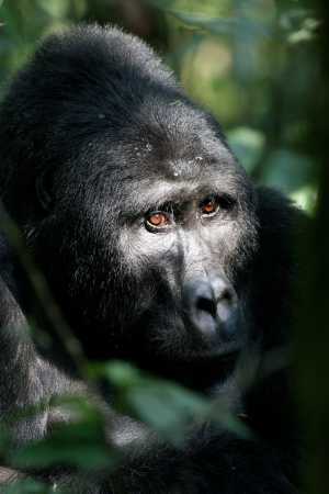 Gorilla in Rwanda