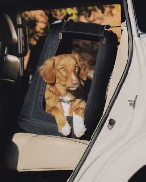 Tavo Pets