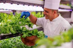 Inside Ozen Life Maadhoo's hydroponics garden