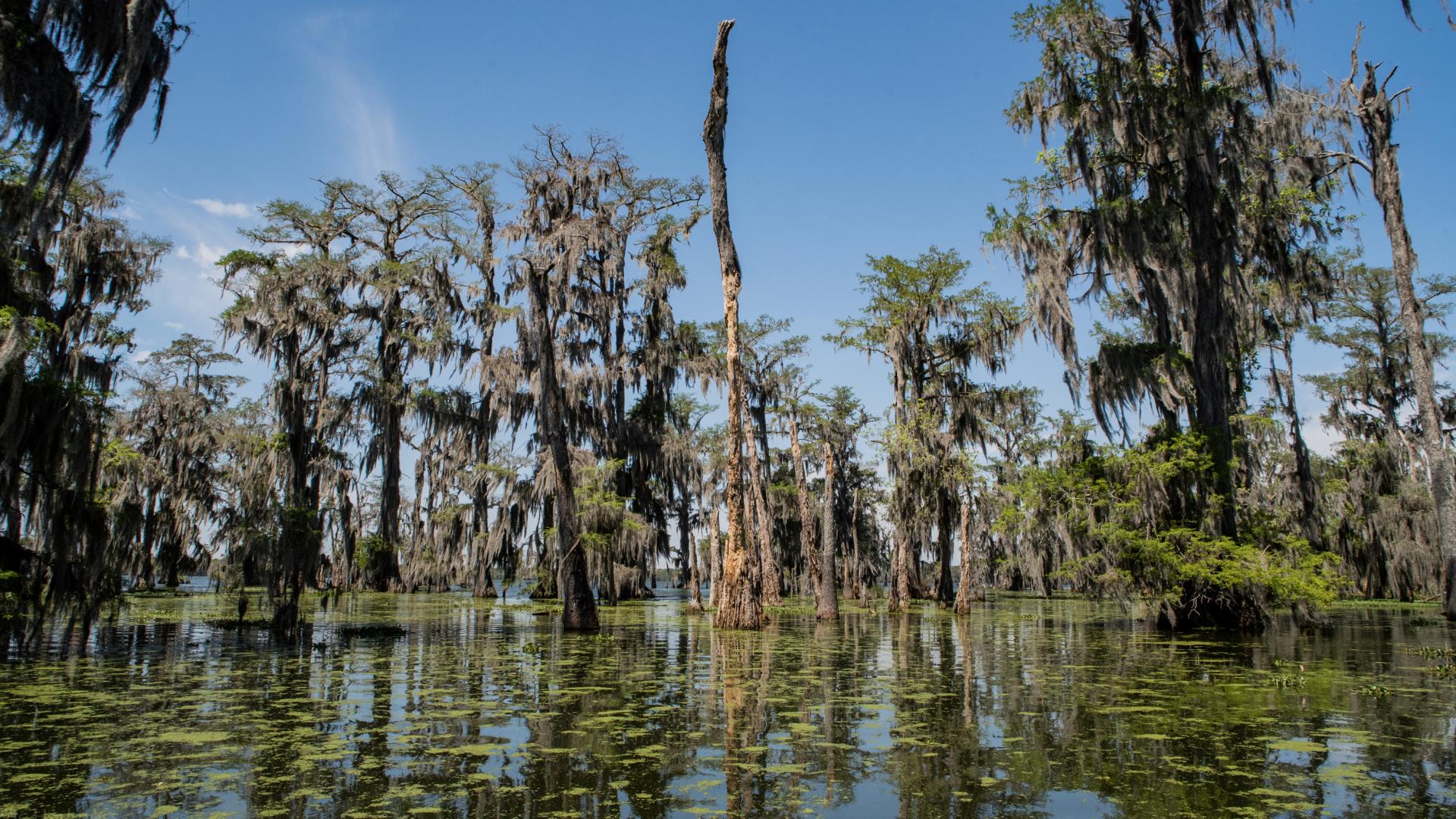 Swamps, Smoke, and Spirituality: Your Guide to the Deep South | Square Mile