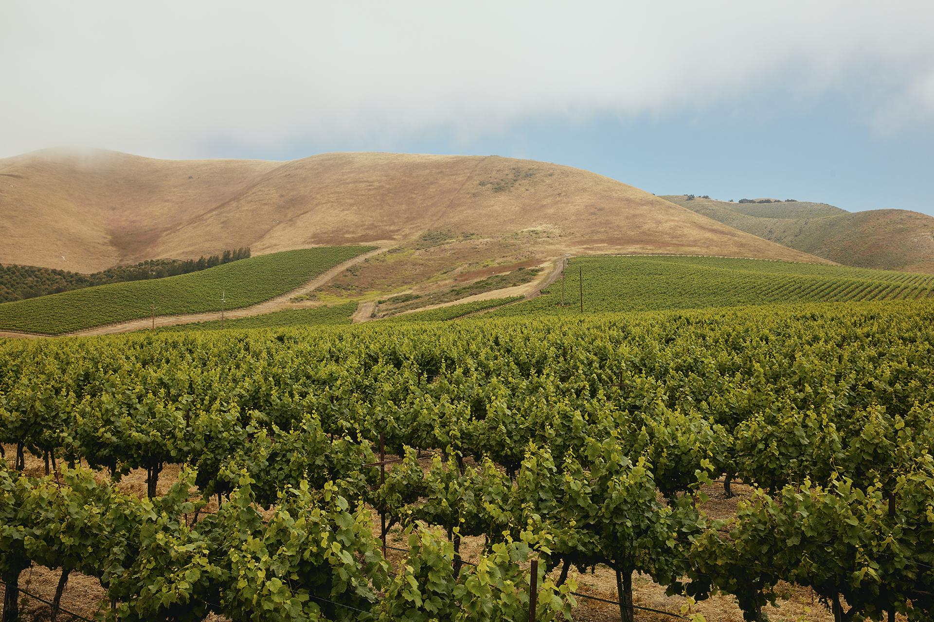 Cambria vineyards Cambria vineyards