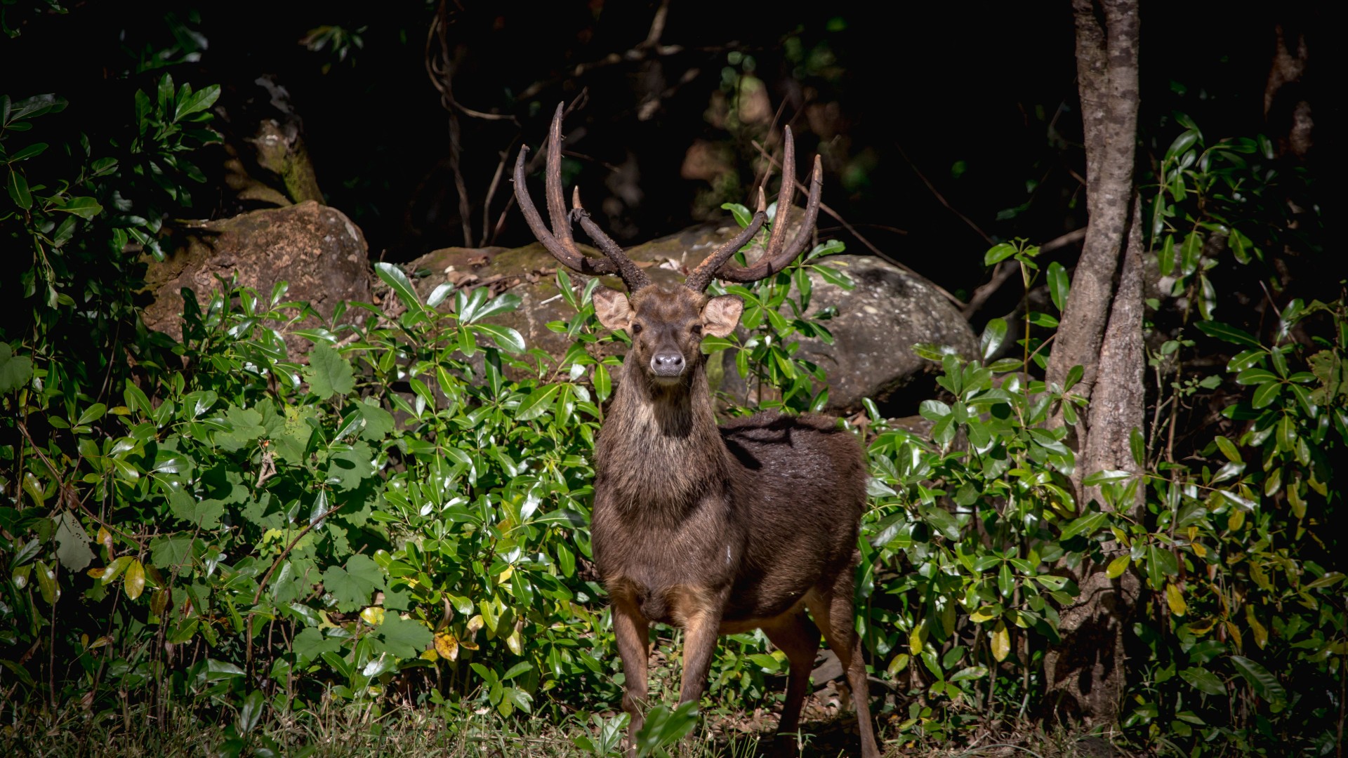 A hunting holiday in Mauritius | Square Mile