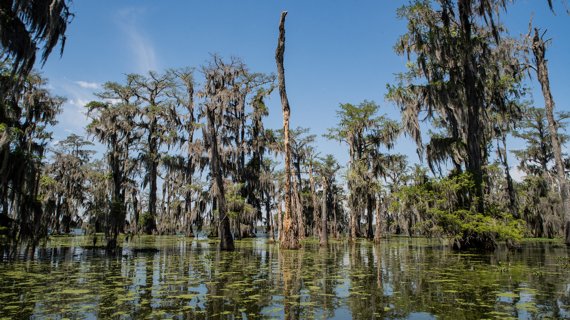 The Deep South road trip: Louisiana, Alabama, and Tennessee | Square Mile