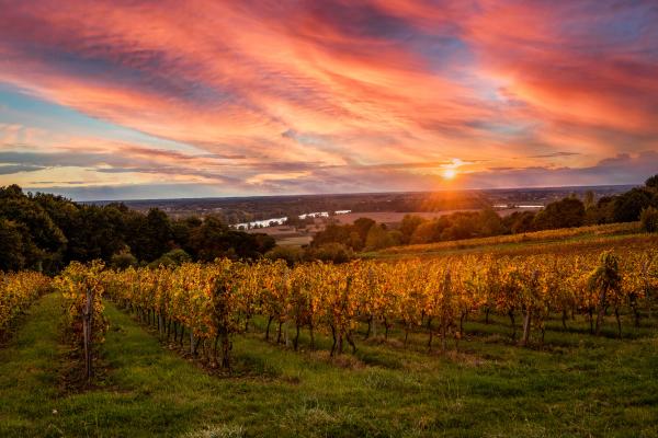 Bordeaux vineyards at sunrise