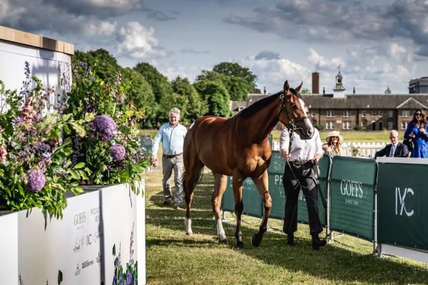 Racehorse sale Goffs