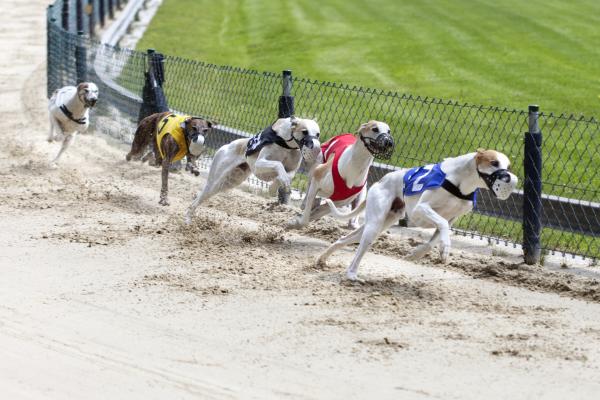 Greyhound racing