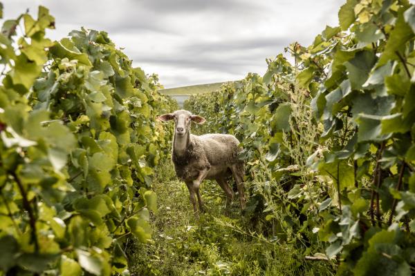 Billecart-Salmon vineyards