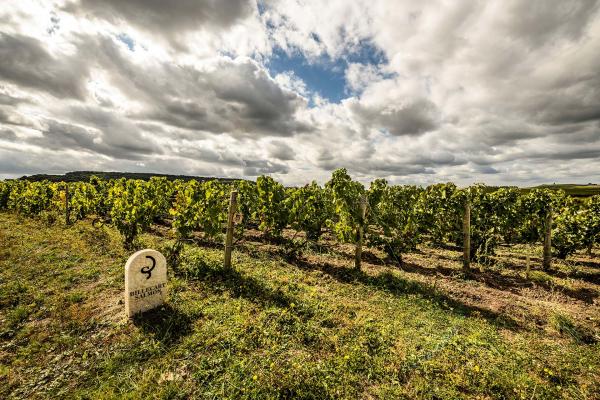 Billecart-Salmon vineyards