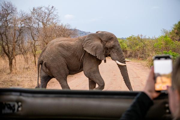 An elephant strolls by in Akagera National Park