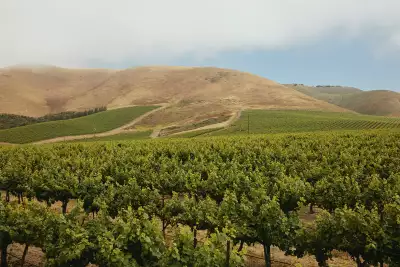 Cambria vineyards