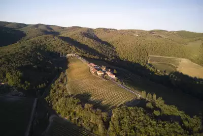 Ipsus vineyards