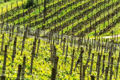 Ipsus vineyards