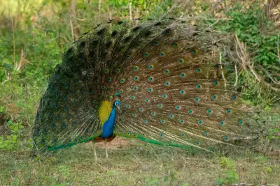 Hilton Yala Resort safari