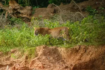 Hilton Yala Resort safari