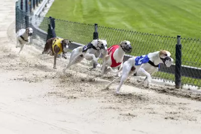 Greyhound racing