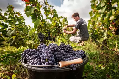 Billecart-Salmon vineyards