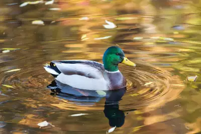 A duck