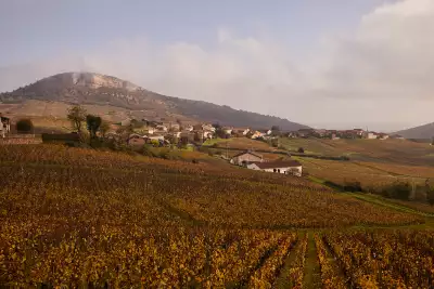 Vineyard in Burgundy