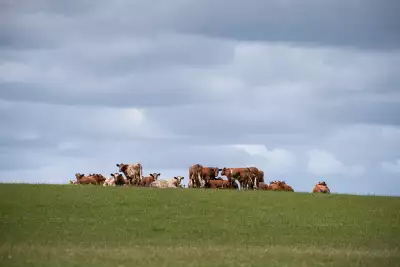 Cattle at the Rowler Estate