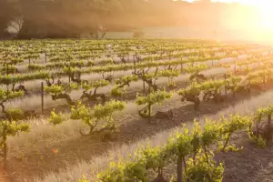 Penfolds