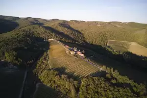 Ipsus vineyards