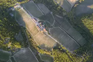 Ipsus vineyards