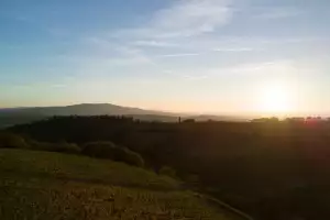 Ipsus vineyards