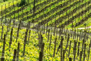 Ipsus vineyards