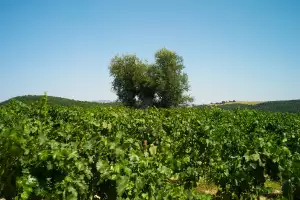 Castello di Vicarello