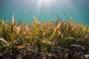 Seagrass