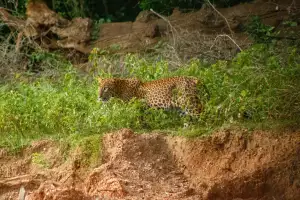 Hilton Yala Resort safari