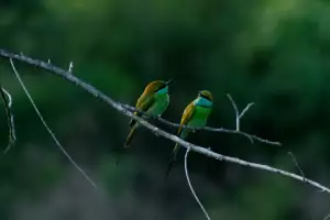 Hilton Yala Resort safari