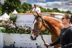 Racehorse
