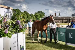 Racehorse sale Goffs Racehorse sale Goffs