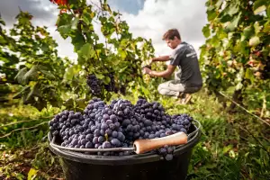 Billecart-Salmon vineyards