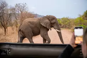An elephant strolls by in Akagera National Park An elephant strolls by in Akagera National Park